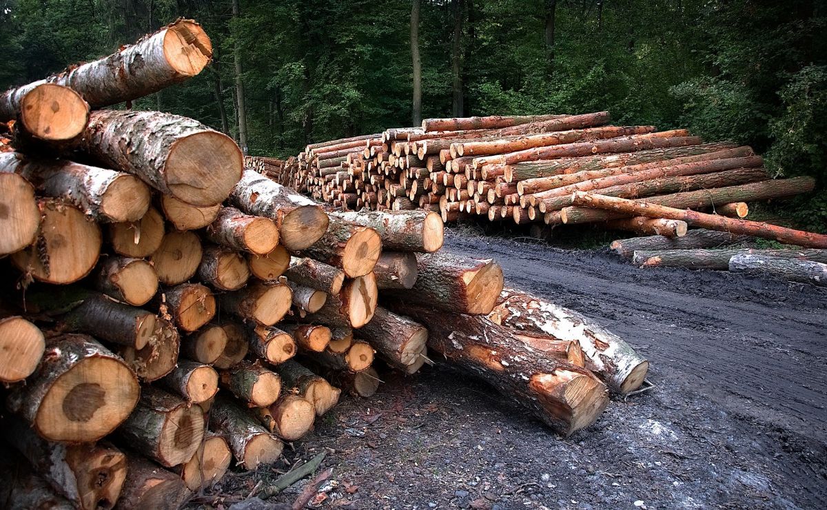 Во Владимирской области возбуждено уголовное дело о незаконной рубке леса в особо крупном размере