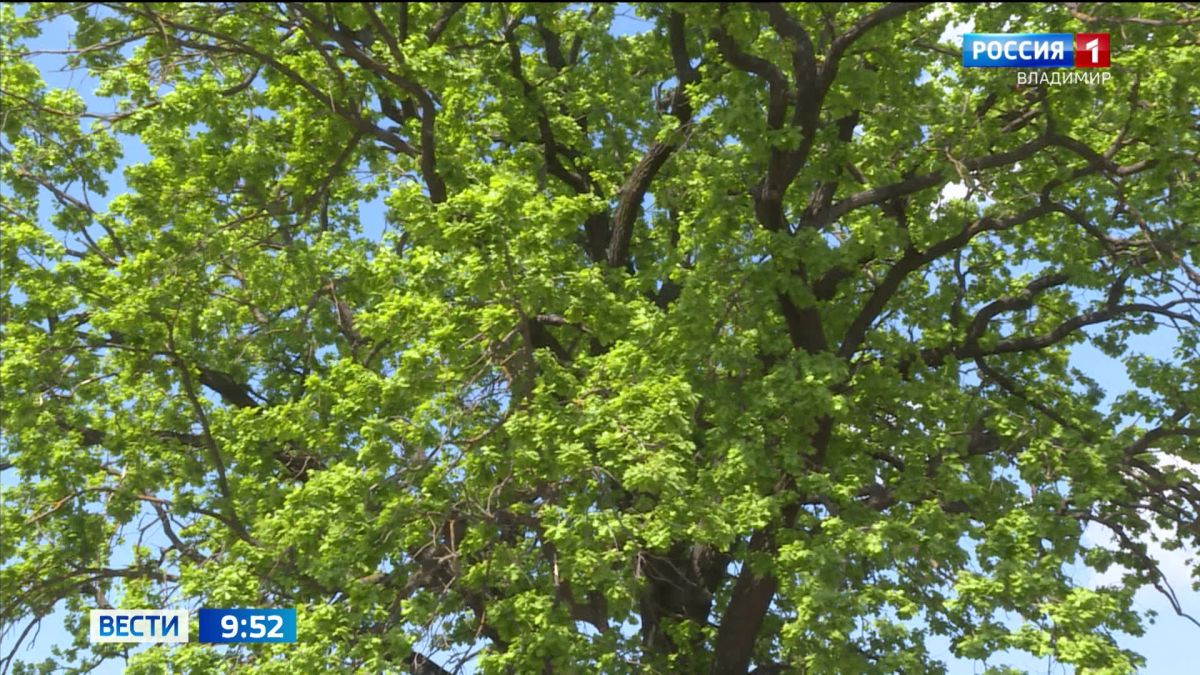 Владимирские старовозрастные деревья претендуют на звание "Российское дерево года"