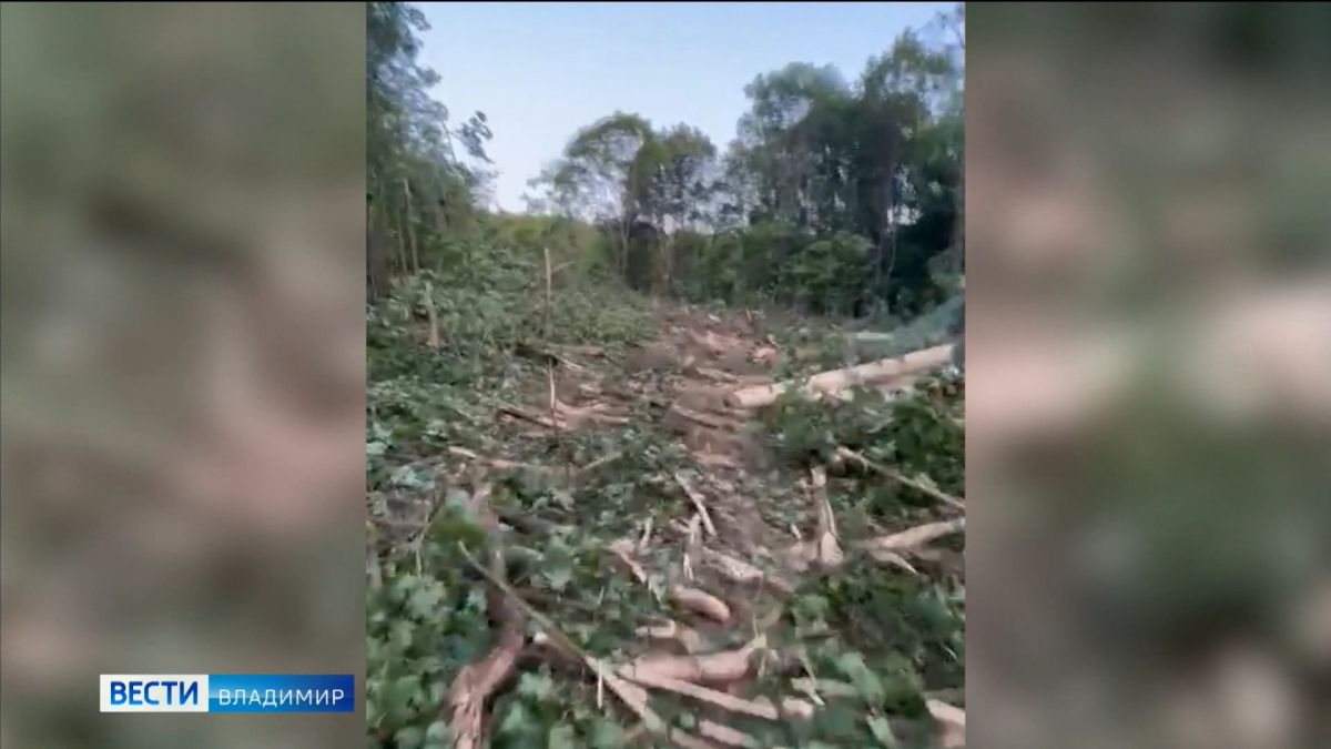 Прокуратура  области проводит проверку  по факту вырубки  деревьев в парке Дружба во Владимире