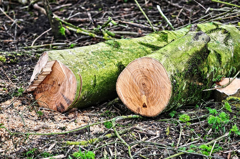 Во Владимирской области должностные лица двух лесозаготовительных предприятий заплатят штраф за нарушения