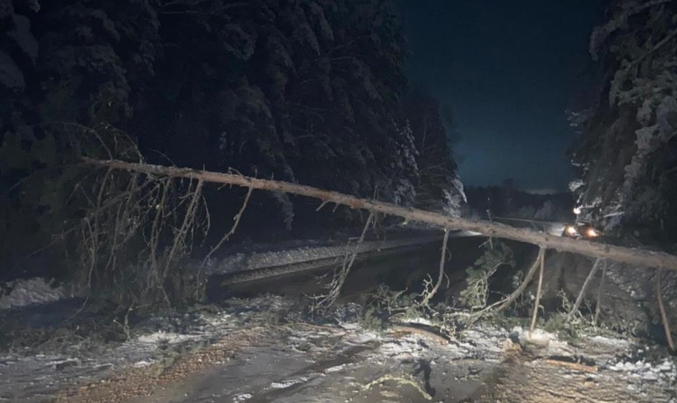 &#65279;Во Владимирской области упавшее на трассу дерево стало причиной аварии