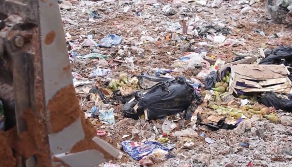 Во Владимирской области с начала года уничтожили 204 кг санкционных груш
