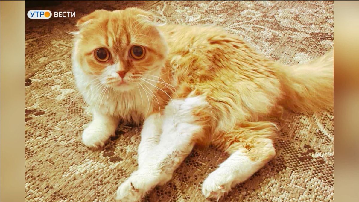 Во Владимирской области спасенная на пожаре кошка полностью выздоровела