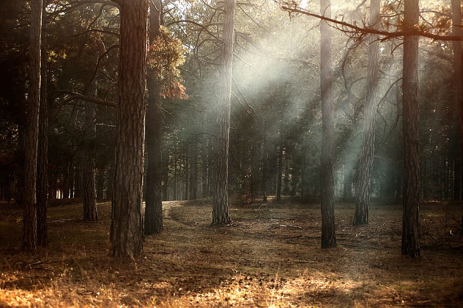 Жители Владимирской области могут принять участие в выборе лучшего места для отдыха в лесу