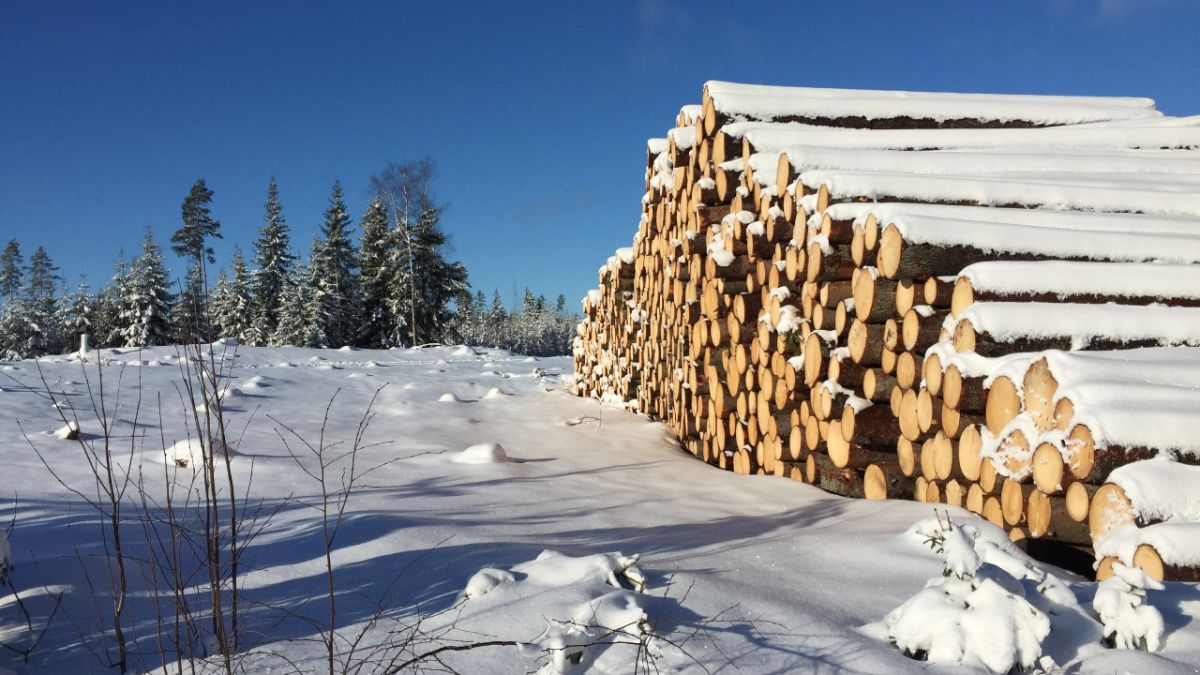 Прокуратурой Владимирской области возбуждено уголовное дело о незаконной вырубке 1400 деревьев