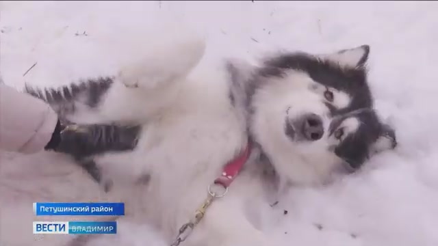 Питомцы Дома северной собаки во Владимирской области помогают детям и людям с инвалидностью