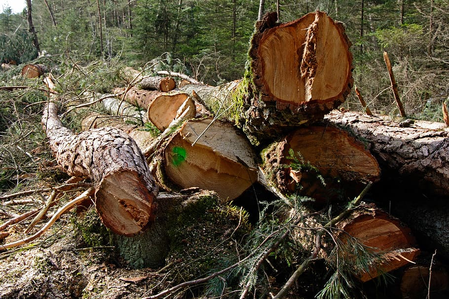 Управлением ФСБ России по Владимирской области выявлена незаконная рубка 40 кубов леса