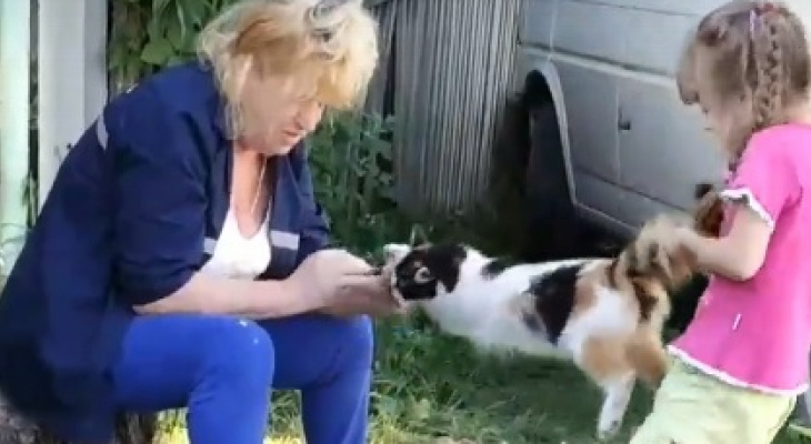 Кошка, над которой жестоко издевались в Гусь-Хрустальном, ищет хорошие руки