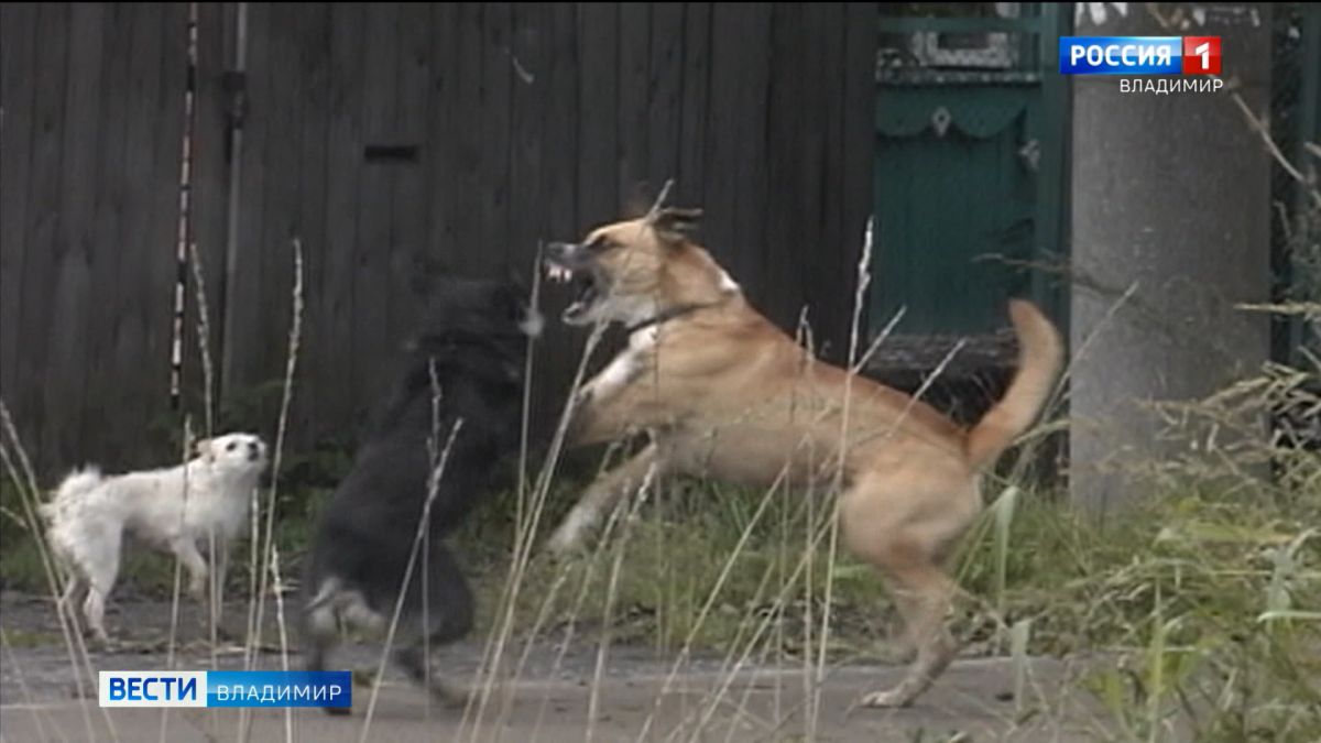 Во Владимирской области зарегистрировано 55 случаев заражения животных вирусом бешенства