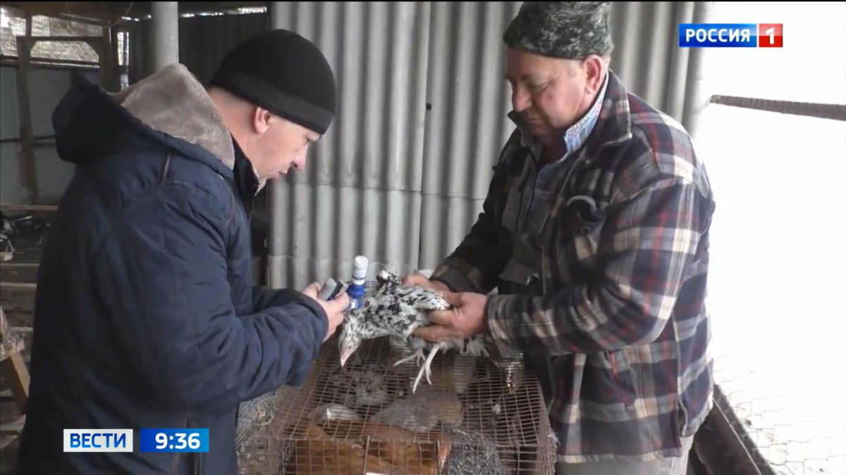 Во Владимирской области обострилась угроза птичьего гриппа