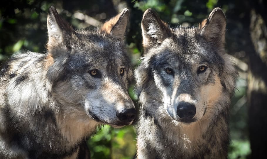Сколько волков, кабанов и благородных оленей обитает на территории Владимирской области