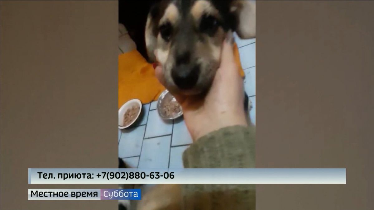 340 собак и 50 кошек из приюта в Гусь-Хрустальном нуждаются в помощи