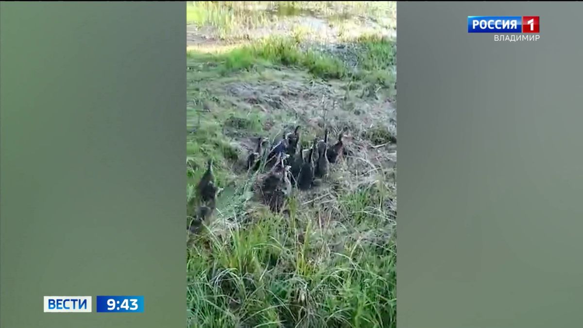Во Владимирской области сотрудники Госохотинспекции выпустили почти полторы тысячи утят кряквы