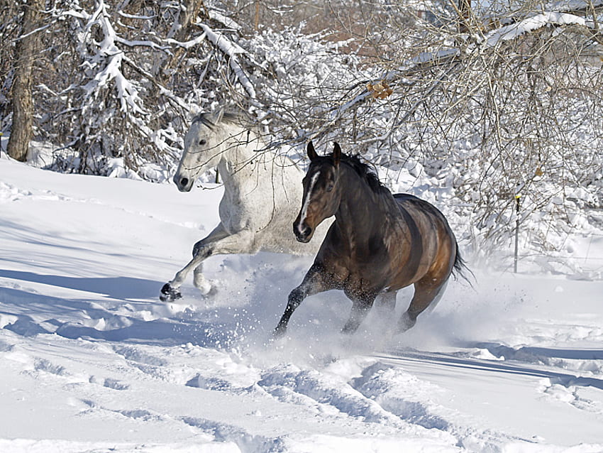 В Суздале хозяйка лошадей возместила ущерб пострадавшим в ходе катания туристам