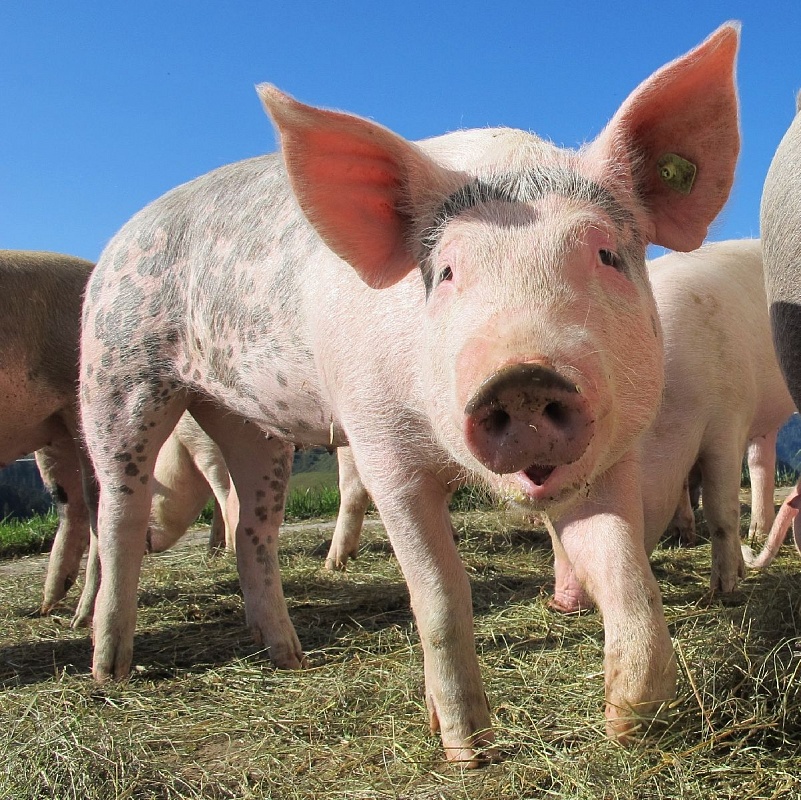 В Камешковском районе Владимирской области был зафиксирован новый очаг африканской чумы свиней