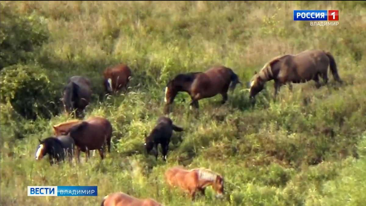 Во Владимирской области набирает просмотры видео с табуном пасущихся лошадей