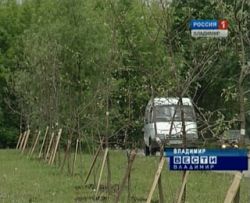 Во Владимире пересчитают все деревья