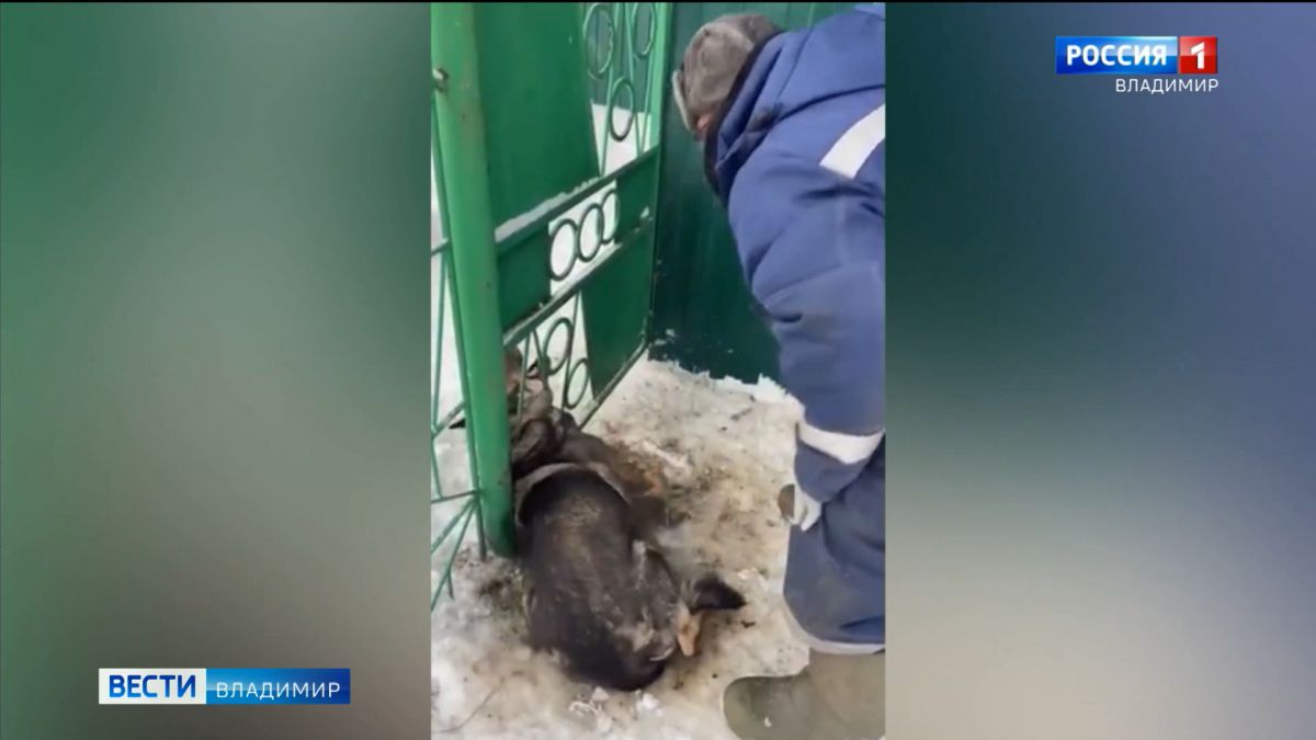 В Гусь-Хрустальном спасли собаку, застрявшую в резной решетке уличных ворот