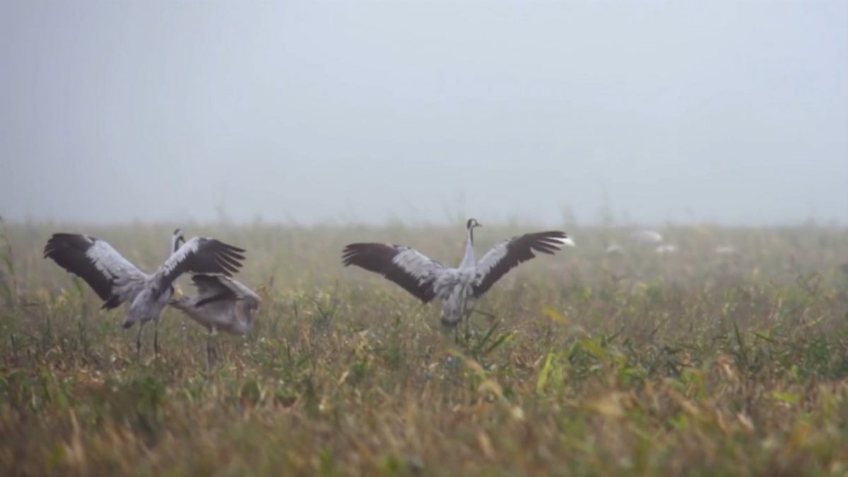 Ученые насчитали во Владимирской области полторы тысячи журавлей, собравшихся лететь в теплые края