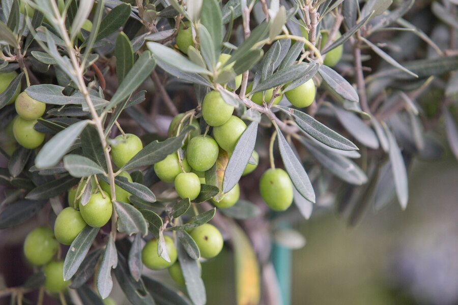 Специалисты рассказали владимирцам, как вырастить оливковое дерево в домашних условиях