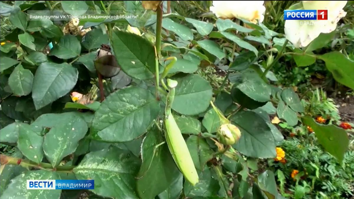 Во Владимирской области в октябре запечатлели южанина-богомола 