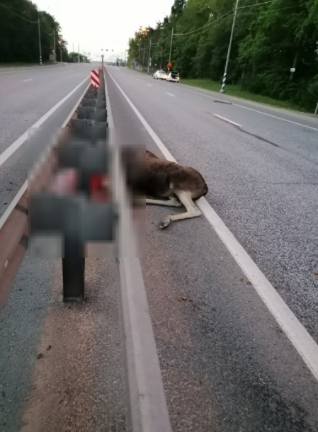 Во Владимирской области ищут водителя, сбившего насмерть лося