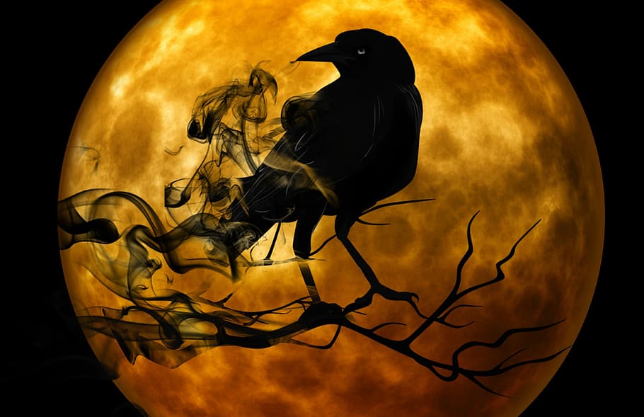 Народные приметы на 24 октября. Почему в Филиппов день увидеть ворону было плохим знаком?