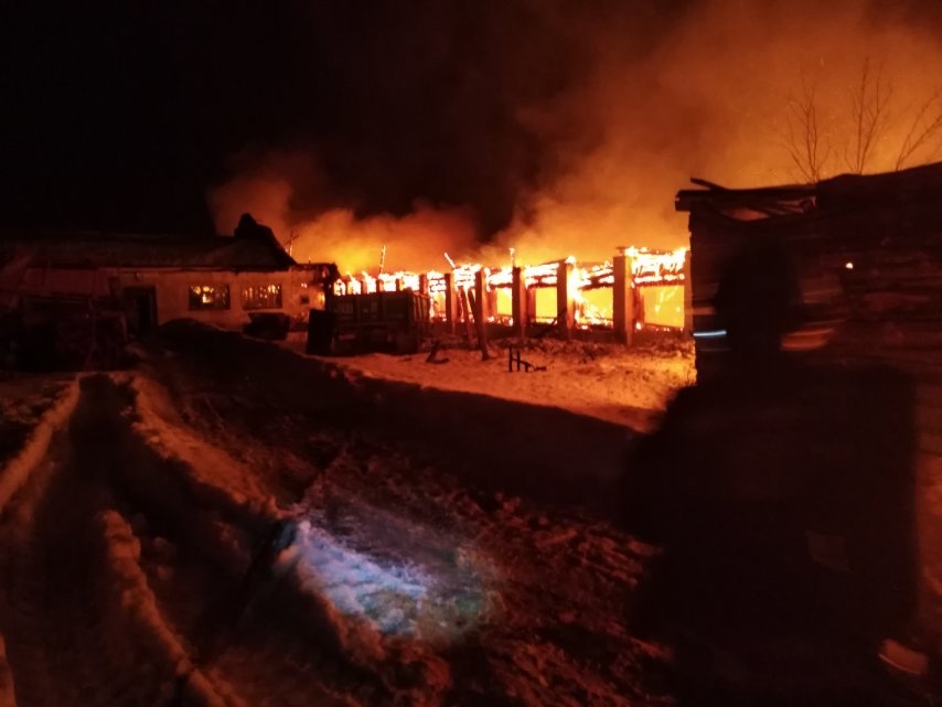 На пожаре в Гусь-Хрустальном районе спасены 15 поросят и погибли 4 коровы