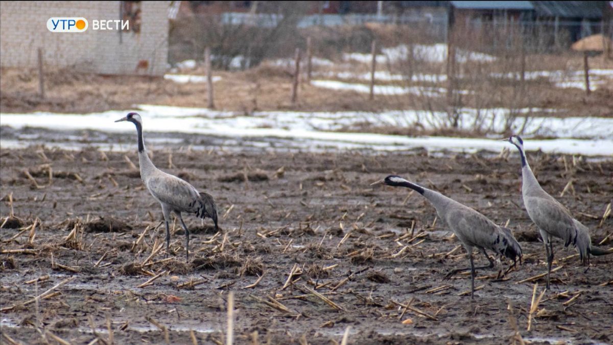 Во Владимирской области в объектив попали редкие птицы - серые журавли