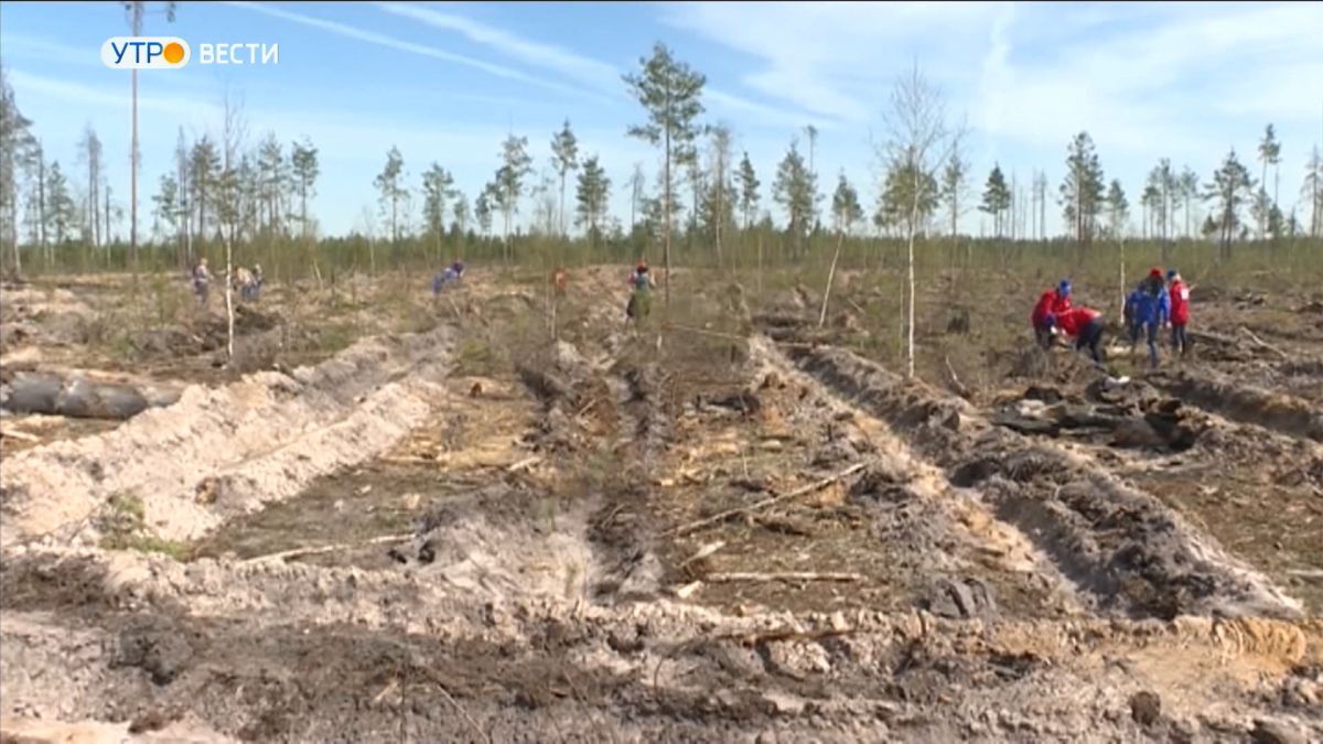 Во Владимирской области обновили более 6 тысяч гектаров леса