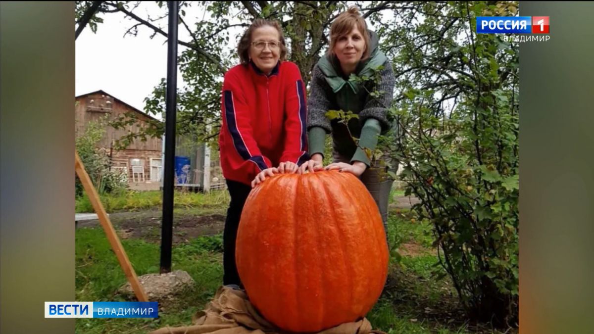 Семья из Владимирской области вырастила гигантскую тыкву