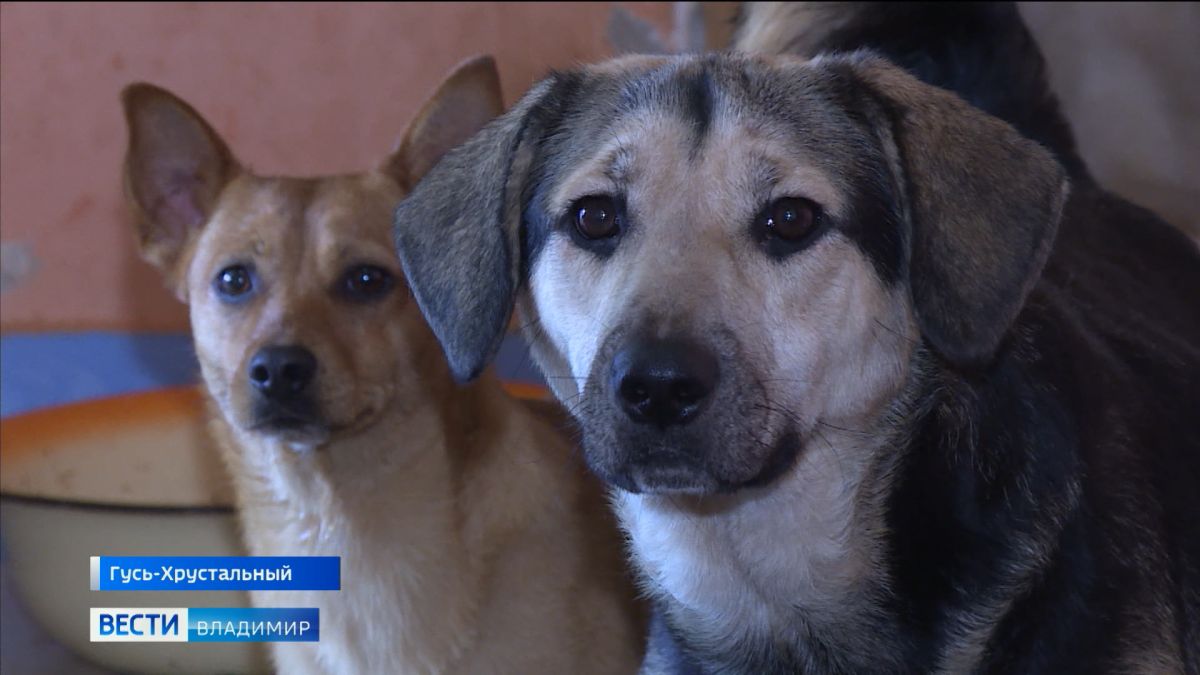 Во Владимирской области приют для бездомных животных во Владимирской области терпит бедствие