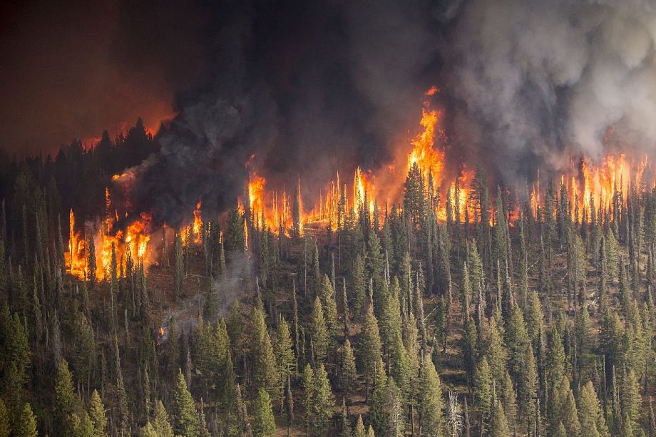 Во Владимирской области лес горит на площади 2 га