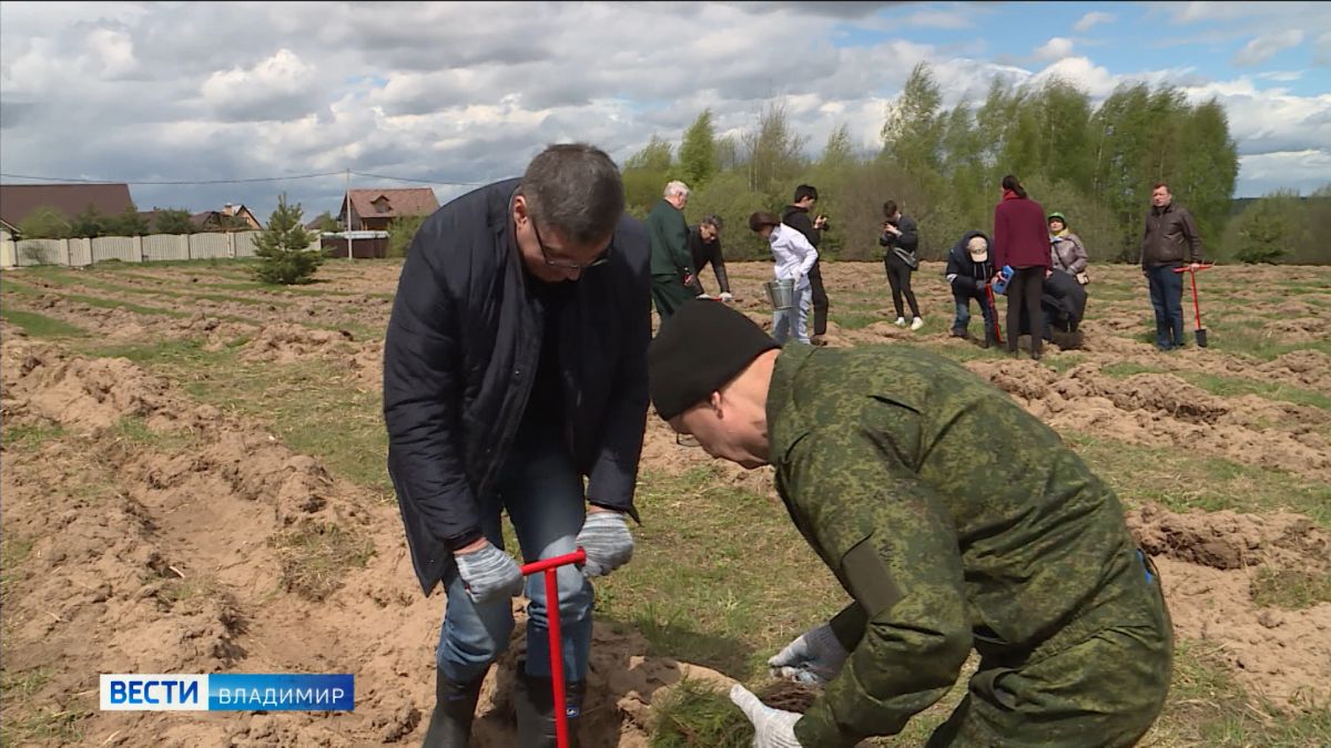 Александр Авдеев принял участие в высадке сеянцев сосны в микрорайоне Лунёво Владимирской области