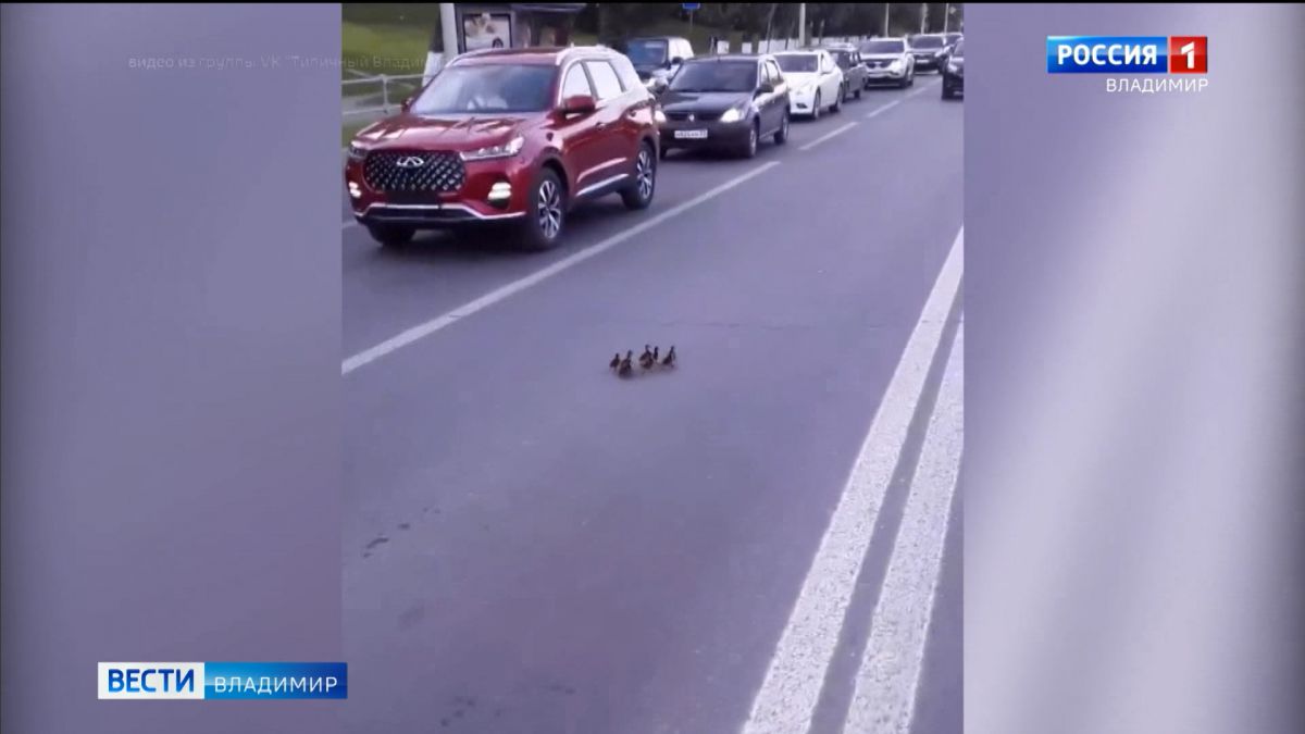 Владимирские автомобилисты пропустили перебегающих дорогу утят