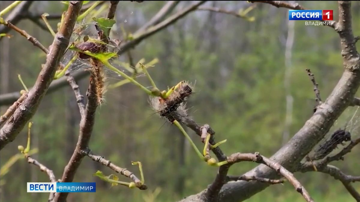 Новый прожорливый вредитель обнаружен в Кольчугинском районе Владимирской области