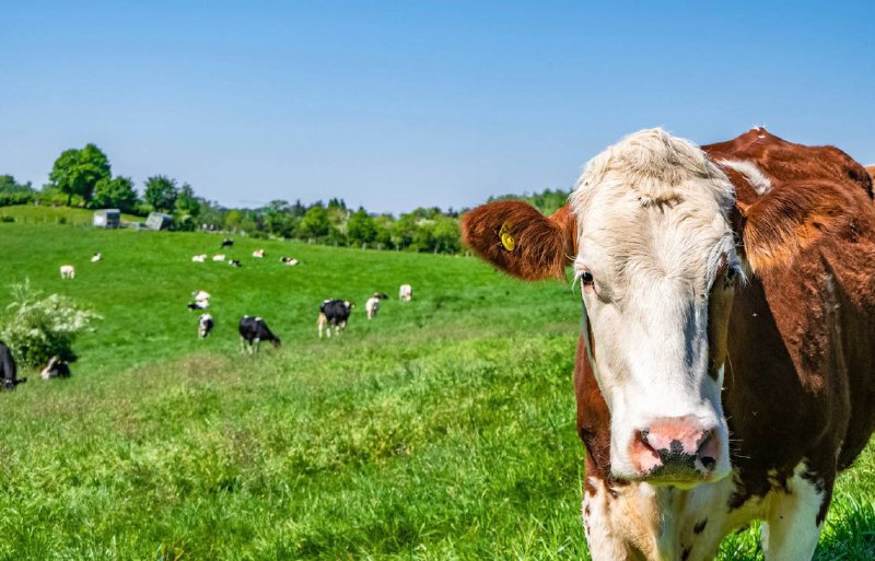 На ферму в Гороховецком районе ввезли 119 голов крупного рогатого скота непроверенного на наличие заболеваний