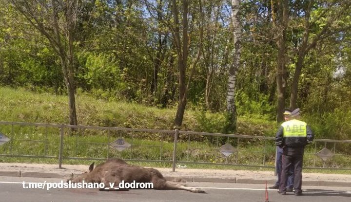 Во Владимирской области возле посёлка Боголюбово водитель сбил лося