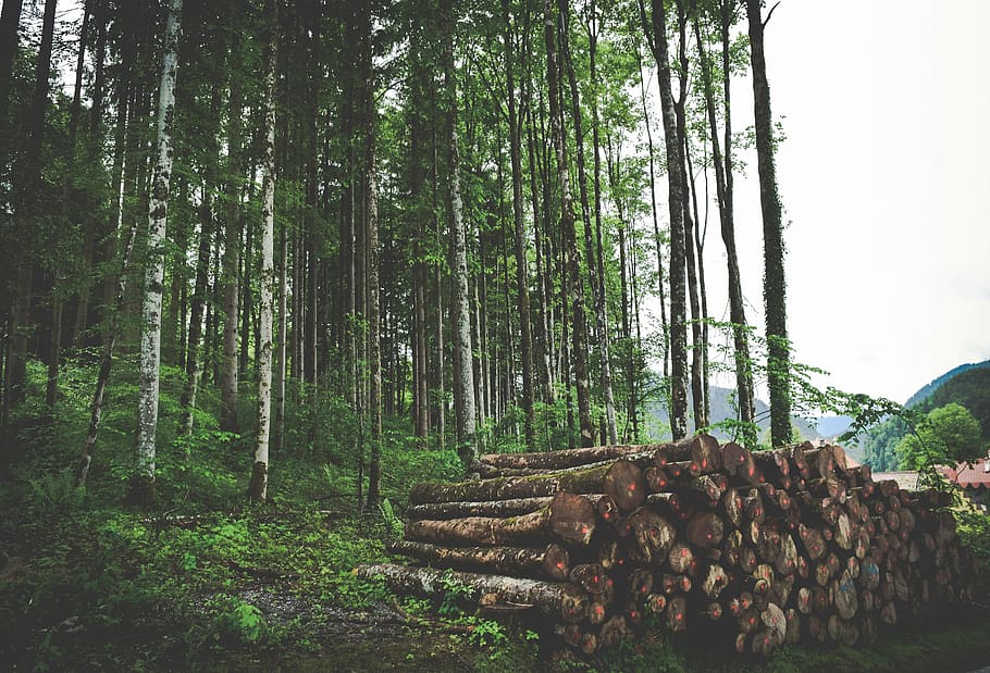 Во Владимирской области житель получил срок и штраф за незаконную вырубку леса