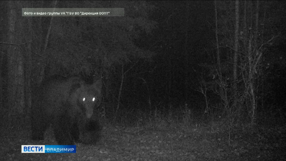 Во Владимирской области бурый медведь попал в объектив фотоловушки