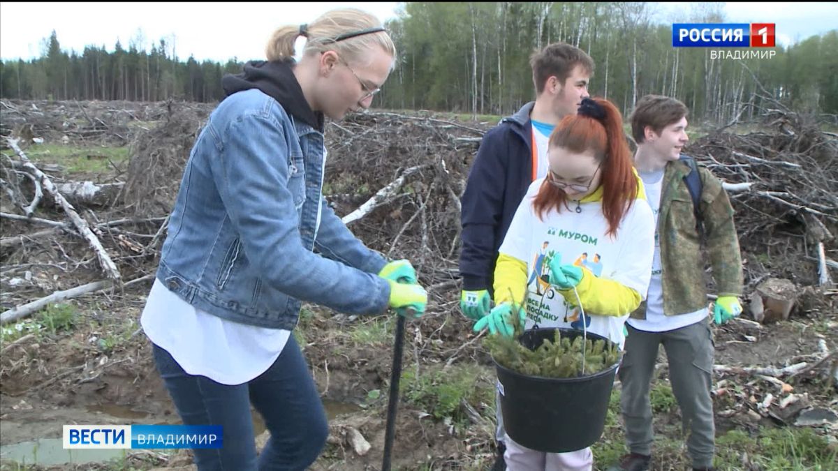 Во Владимирской области досрочно начались работы по восстановлению лесов