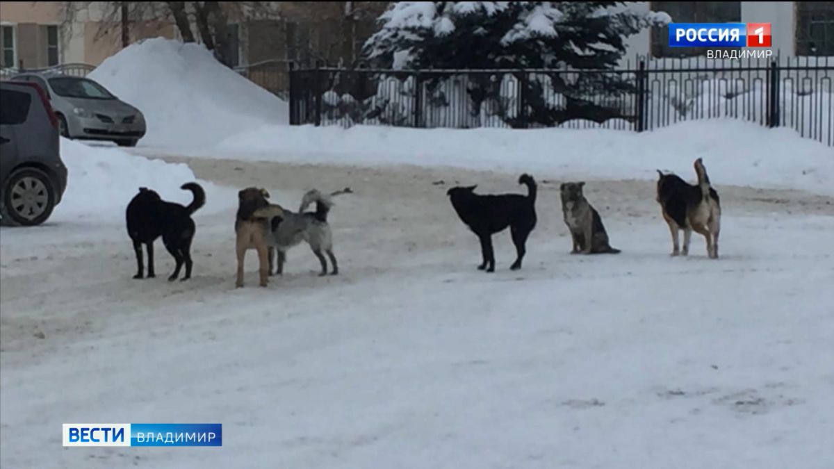 Во Владимирской области участились случаи нападений бродячих собак на людей