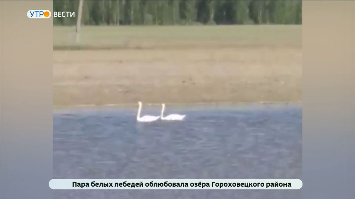 Пара белых лебедей облюбовала озера в Гороховецком районе 