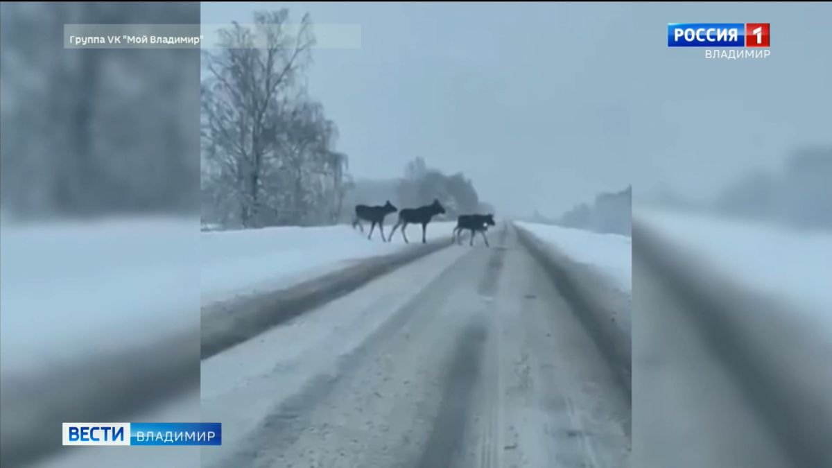 Во Владимирской области стало популярным видео, где трое лосей неспешно переходят дорогу