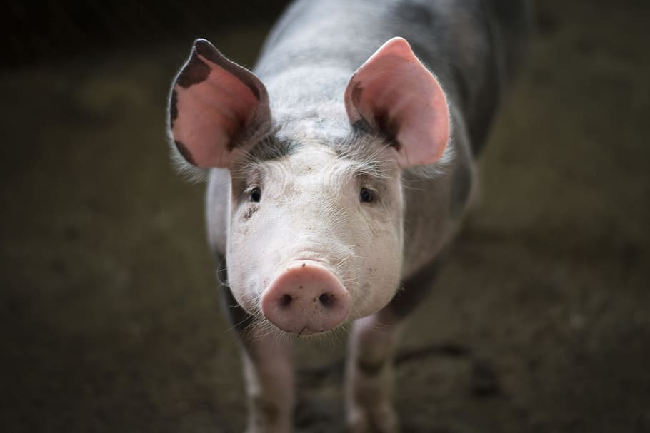 Россельхознадзор обеспокоен вспышкой африканской чумы свиней во Владимирской области