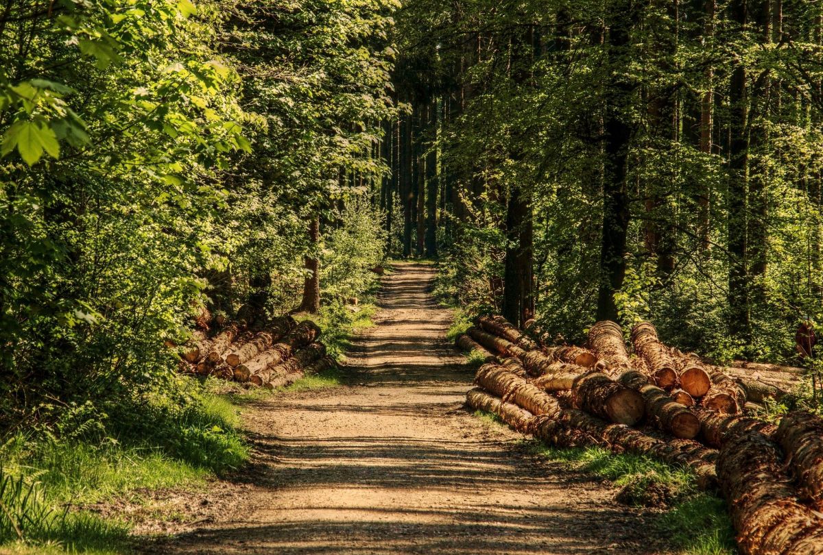 Во Владимирской области запрещено въезжать в леса на автомобилях