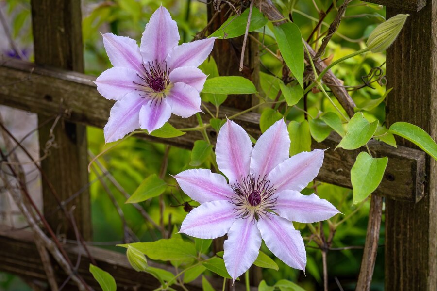 Лиана с сюрпризом: специалисты рассказали владимирским цветоводам об удивительном растении "княжик"