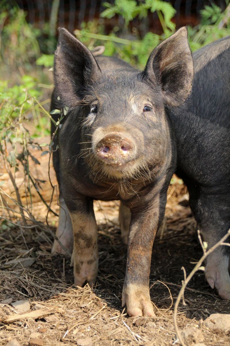 Во Владимирской области дикие кабаны стали переносчиками африканской чумы свиней