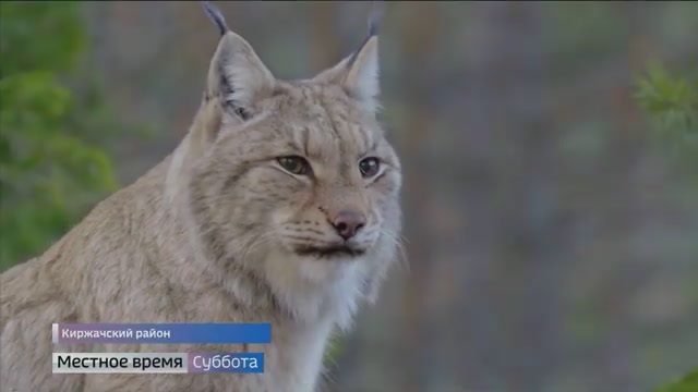 О повадках и образе жизни рысей в Киржачском центре охраны диких кошек рассказал корреспондент ГТРК 