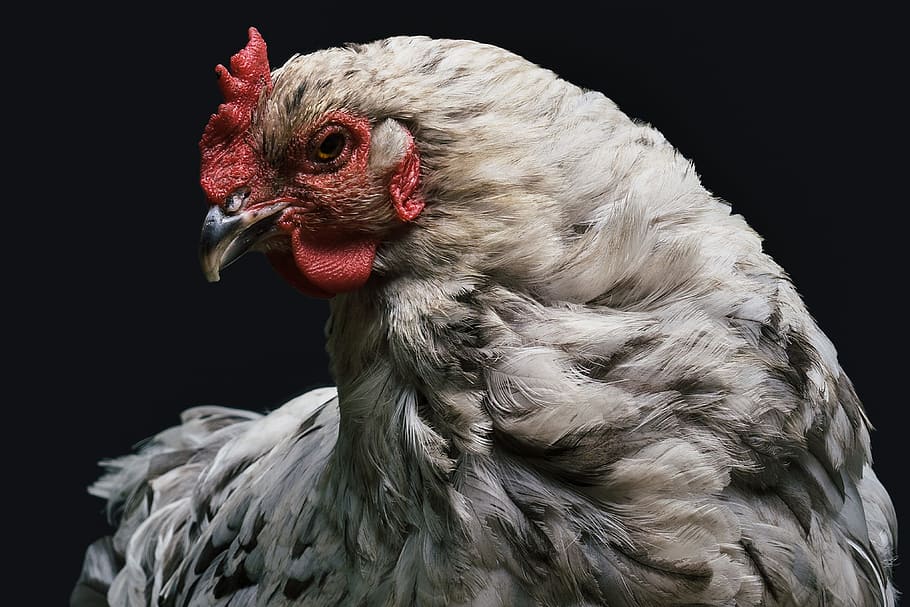  Во Владимирской области зафиксированы нарушения биобезопасности на птицефабрике